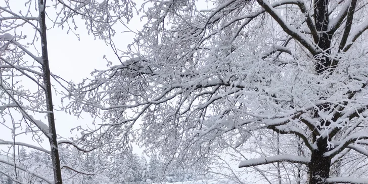Romantika na brehu rybníka: dokonalý oddych v útulnej maringotke, kúpele v kmeni jaseňa