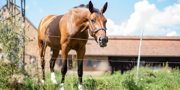 Jeseníky: apartmány až pre 8 osôb v bývalom zámku, možnosť raňajok na izbu aj privátneho wellness