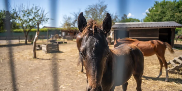 Jeseníky: apartmány až pre 8 osôb v bývalom zámku, možnosť raňajok na izbu aj privátneho wellness