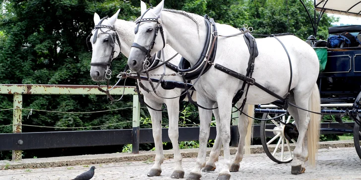 Pobyt v Karlových Varoch: raňajky, jazda kočom historickým centrom aj masáž