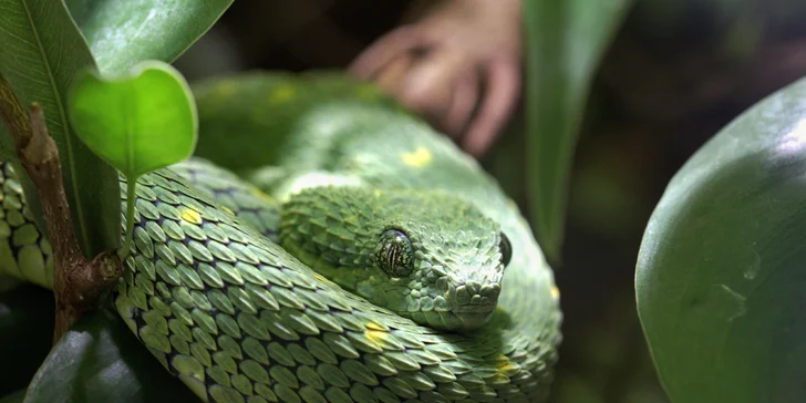 Afrika vo Dvore Kráľovej: bungalov v kempe, raňajky, neobmedzený vstup do safari aj vírivka