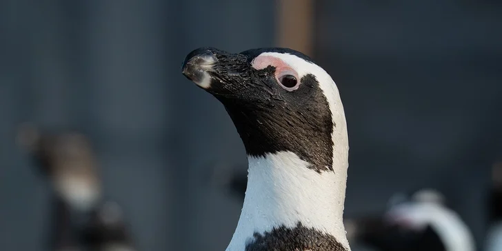 Afrika vo Dvore Kráľovej: bungalov v kempe, raňajky, neobmedzený vstup do safari aj vírivka