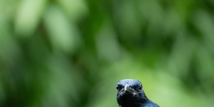 Afrika vo Dvore Kráľovej: bungalov v kempe, raňajky, neobmedzený vstup do safari aj vírivka