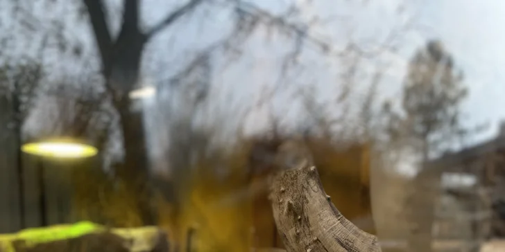 Afrika vo Dvore Kráľovej: bungalov v kempe, raňajky, neobmedzený vstup do safari aj vírivka