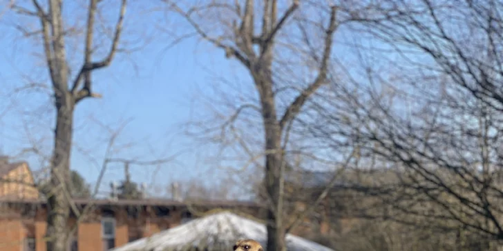 Afrika vo Dvore Kráľovej: bungalov v kempe, raňajky, neobmedzený vstup do safari aj vírivka