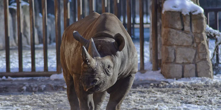 Afrika vo Dvore Kráľovej: bungalov v kempe, raňajky, neobmedzený vstup do safari aj vírivka