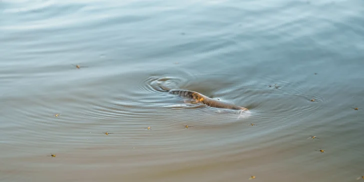 Pobyt vo vybavenom vodnom domčeku na Vysočine: požičanie loďky aj privátna sauna