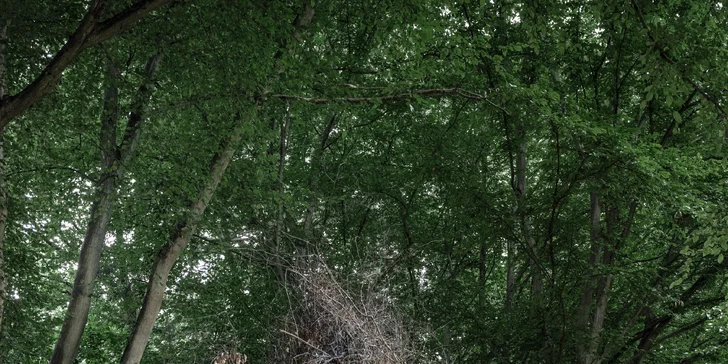 Romantický úkryt: obytná sauna Rošťák ukrytá v lese pri potoku