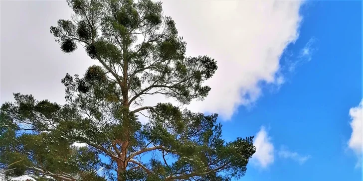 Pohodový pobyt s raňajkami alebo polpenziou v strednom Povltaví