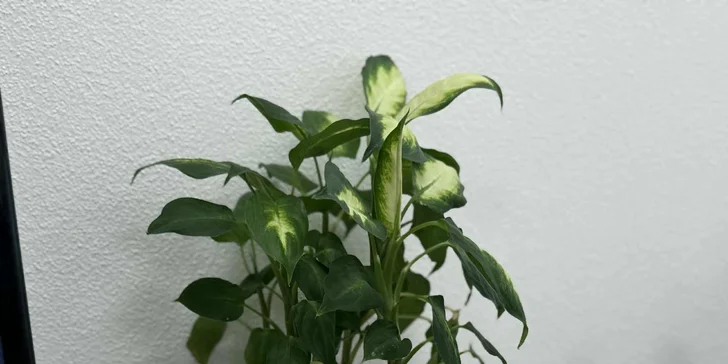 Klasické masáže aj relax balíček s individuálnym prístupom profesionálneho fyzioterapeuta