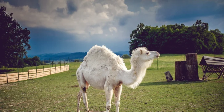 Pobyt v stredných Čechách: možnosť stravy, rybárčenie aj minizoo
