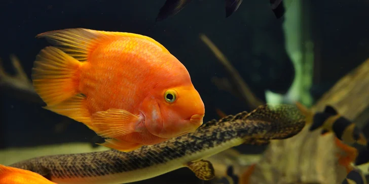 Pobyt v podhorí Beskýd: štýlové apartmány s raňajkami a prehliadkou vodnej minizoo