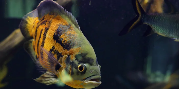 Pobyt v podhorí Beskýd: štýlové apartmány s raňajkami a prehliadkou vodnej minizoo