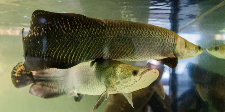 Pobyt v podhorí Beskýd: štýlové apartmány s raňajkami a prehliadkou vodnej minizoo