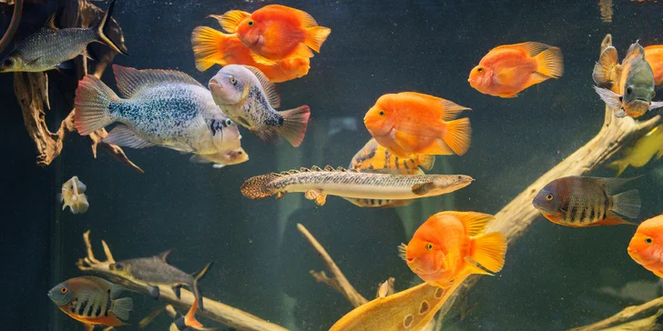 Pobyt v podhorí Beskýd: štýlové apartmány s raňajkami a prehliadkou vodnej minizoo