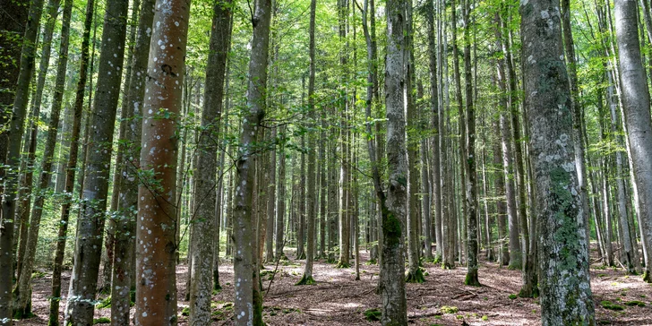 Vybavené apartmány až pre 6 osôb v blízkosti NP Šumava aj hodina bowlingu