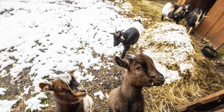 Pobyt v zrenovovanom mlyne s farmou, vlastným pivovarom a wellness