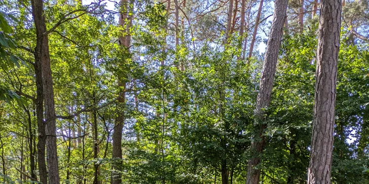 Ferrata ZVONIČKA NOVÁ BAŇA s certifikovaným inštruktorom: Detský ferratový kurz pre deti od 6 do 10 rokov