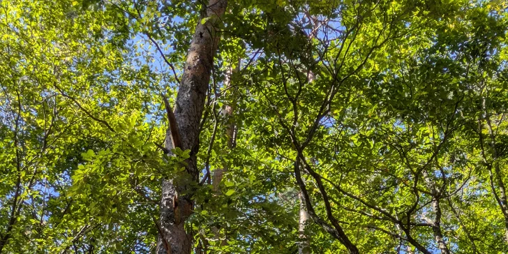 Ferrata ZVONIČKA NOVÁ BAŇA s certifikovaným inštruktorom: Detský ferratový kurz pre deti od 6 do 10 rokov