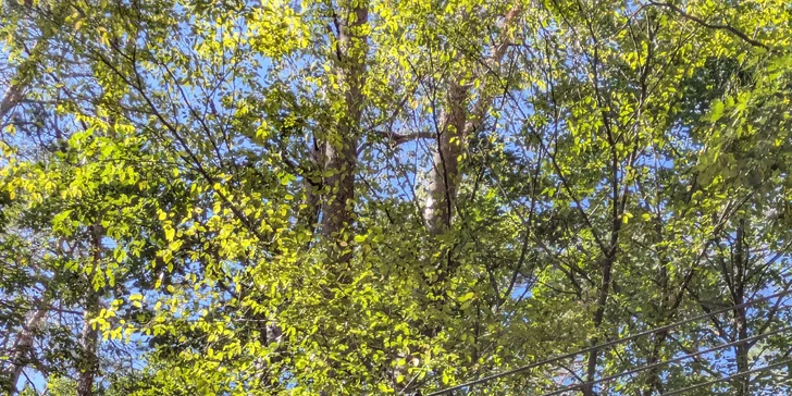 Ferrata ZVONIČKA NOVÁ BAŇA s certifikovaným inštruktorom: Detský ferratový kurz pre deti od 6 do 10 rokov