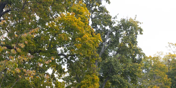 Pobyt s raňajkami v Michalovciach, tematické izby pre milovníkov hokeja a histórie