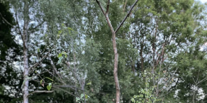 Útulný Tiny House v prírode Podkrkonošia pre 2 osoby