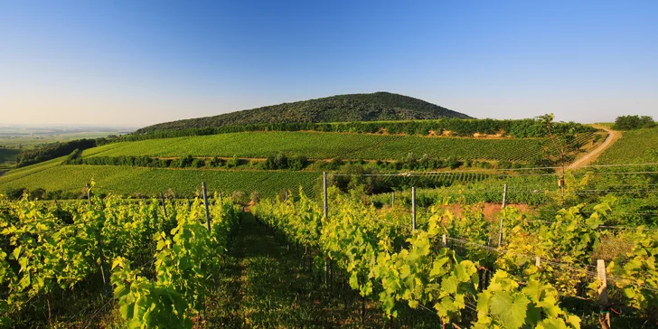 Vinársky pobyt so stravou a wellness: romantika pre dvoch aj vstupy do kúpeľov