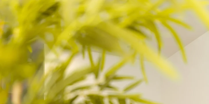 Uvoľnenie ako z Thajska: masáž teplým kokosovým olejom alebo bylinková masáž pre regeneráciu tela