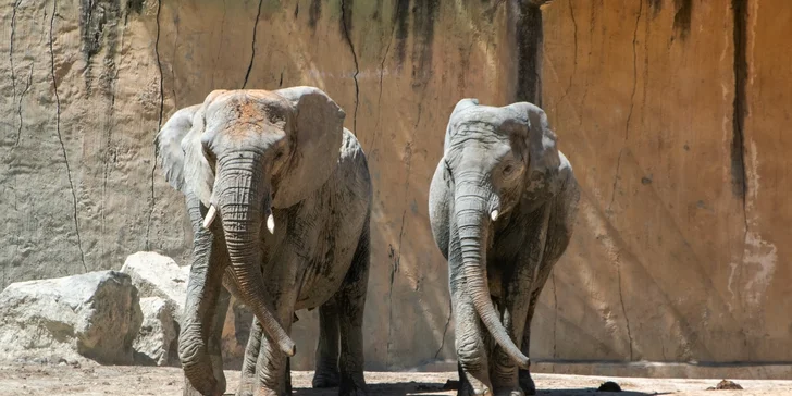 Pobyt v centre Mníchova: 4* hotel s raňajkami, wellnessom aj vstupom do zoo