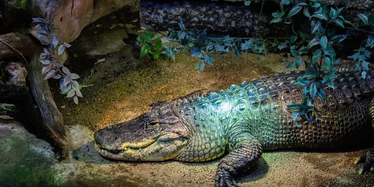 Zažite v Budapešti deň plný exotiky a dobrodružstva: Zájazd do ZOO a morského akvária Tropicarium