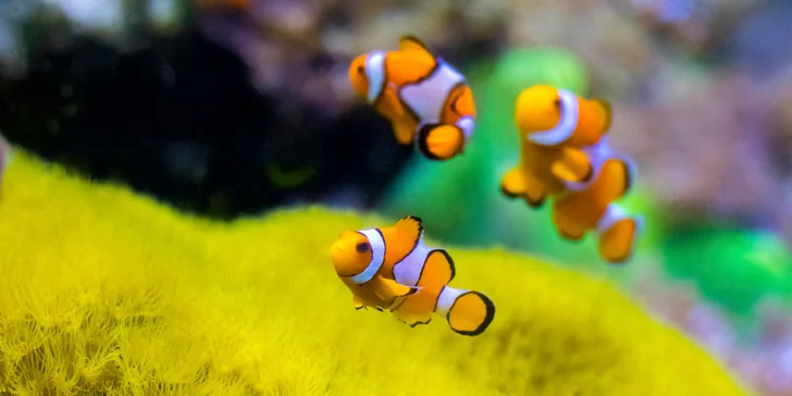 Zažite v Budapešti deň plný exotiky a dobrodružstva: Zájazd do ZOO a morského akvária Tropicarium