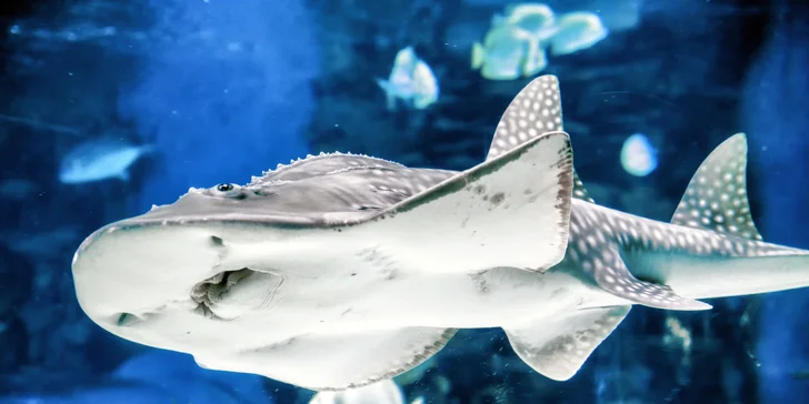 Zažite v Budapešti deň plný exotiky a dobrodružstva: Zájazd do ZOO a morského akvária Tropicarium