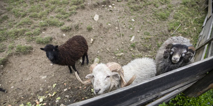 Pohodový pobyt na Šumave pri Kašperských Horách: ubytovanie s raňajkami alebo polpenziou