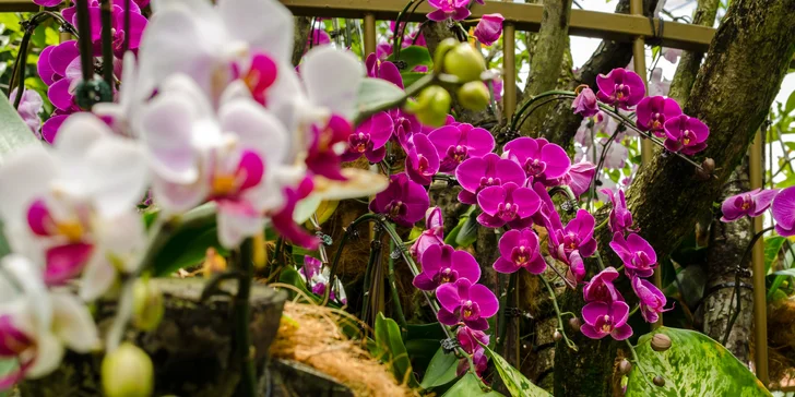 Zájazd na čarovnú výstavu orchideí vo Viedni aj výlet do obľúbenej čokoládovne