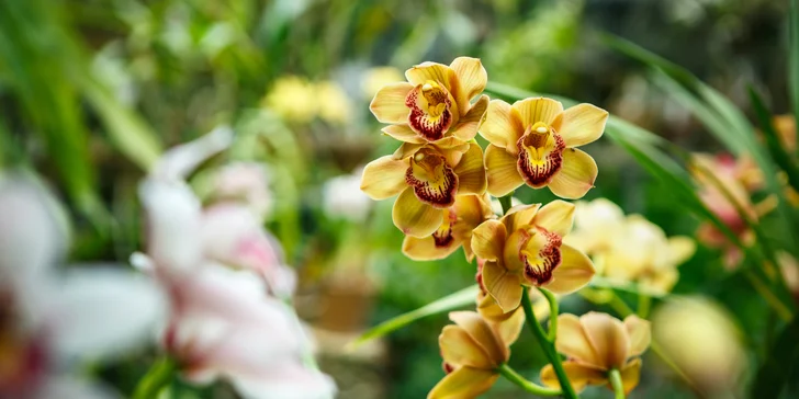 Zájazd na čarovnú výstavu orchideí vo Viedni aj výlet do obľúbenej čokoládovne