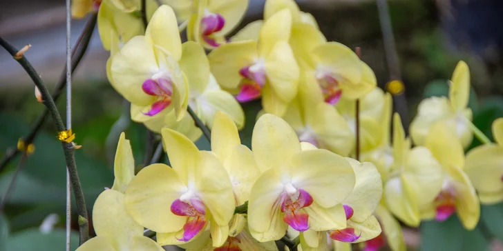 Zájazd na čarovnú výstavu orchideí vo Viedni aj výlet do obľúbenej čokoládovne