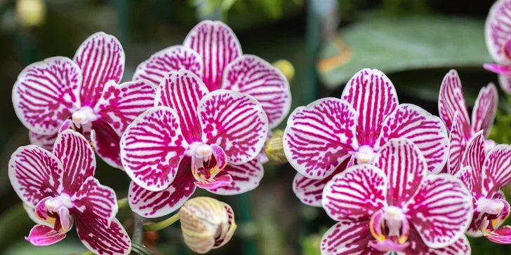 Zájazd na čarovnú výstavu orchideí vo Viedni aj výlet do obľúbenej čokoládovne