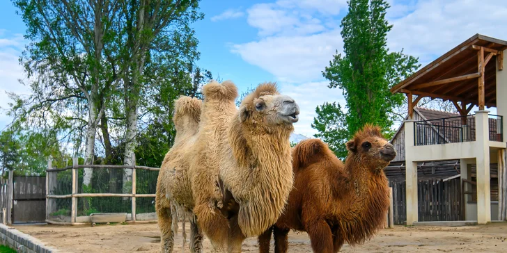 Zažite v Budapešti deň plný exotiky a dobrodružstva: Zájazd do ZOO a morského akvária Tropicarium