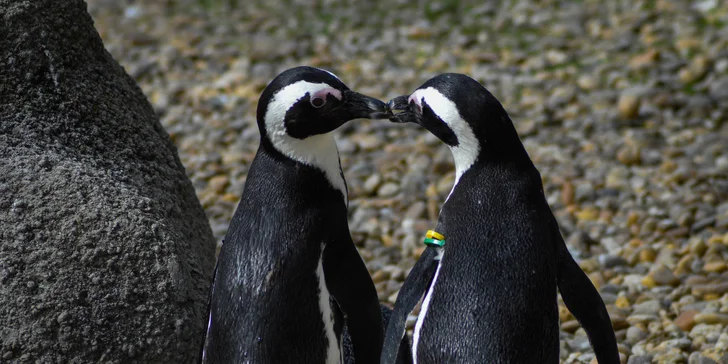 Zažite v Budapešti deň plný exotiky a dobrodružstva: Zájazd do ZOO a morského akvária Tropicarium