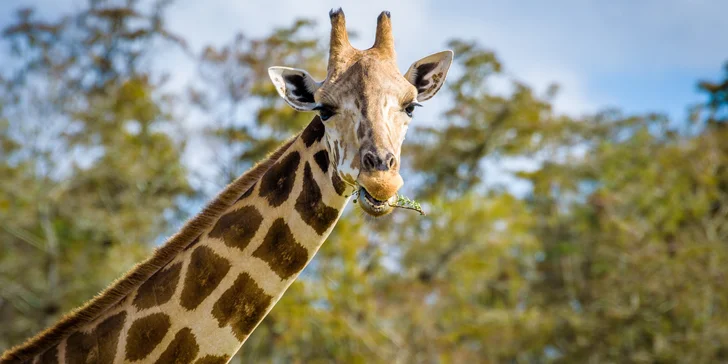 Zažite v Budapešti deň plný exotiky a dobrodružstva: Zájazd do ZOO a morského akvária Tropicarium