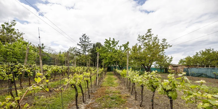 Vinársky pobyt vo Valticiach s raňajkami alebo polpenziou aj degustáciou vín