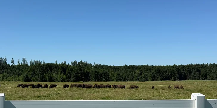 Bizoní ranč v srdci Českej Kanady: pobyt so skvelým jedlom, ekologický chov bizónov