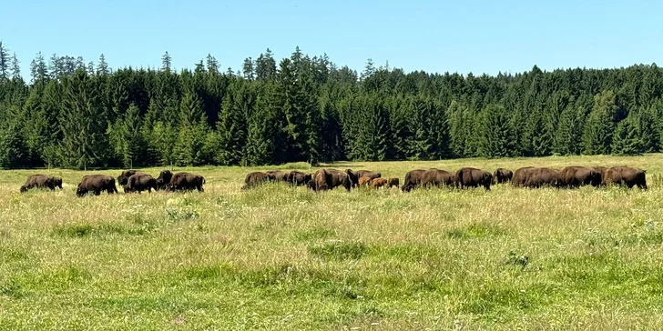 Bizoní ranč v srdci Českej Kanady: pobyt so skvelým jedlom, ekologický chov bizónov