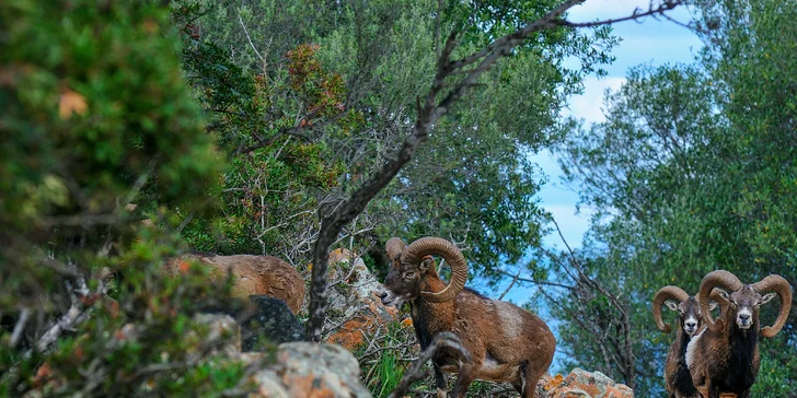 Sardínia: 4* rezort so stravou, bazénmi a spa, vrátane vstupu do prírodného parku Naturalistico Bellavista