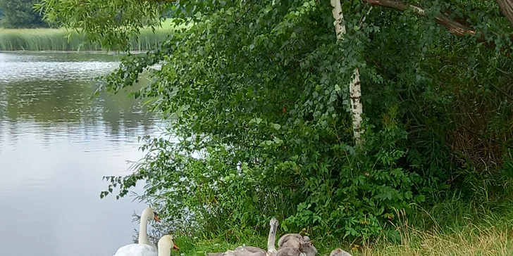 Rodinná pohoda na Vysočine: mobilný domček až pre 5 osôb s terasou