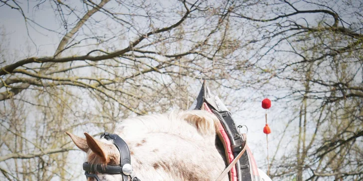Farma pri Znojme: pobyt s raňajkami alebo polpenziou aj jazdou na koni alebo v koči
