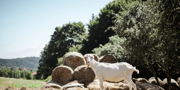 Glamping: minimalistický posed pre dve osoby, solárna sprcha, gril a vyhrievaný sud