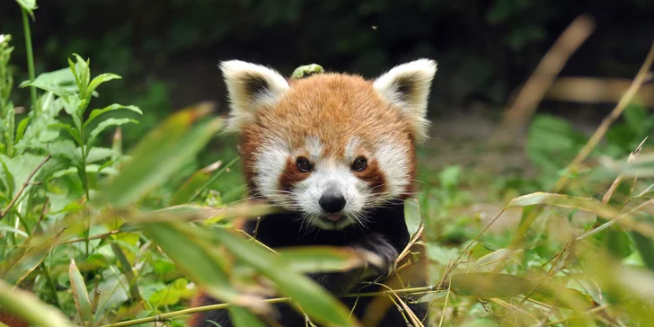 Pobyt v Budapešti: 4* hotel pri parku Városliget, raňajky a neobmedzený wellness