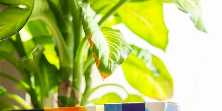 Diagnostika prístrojom Supertronic, Scenar terapia, aj permanentky a kombinované balíčky