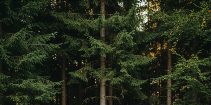 Zážitková jazda v DODGE Challenger 6,4 HEMI V8 alebo nadupaný duel s talianskou ikonou FERRARI či LAMBORGHINI